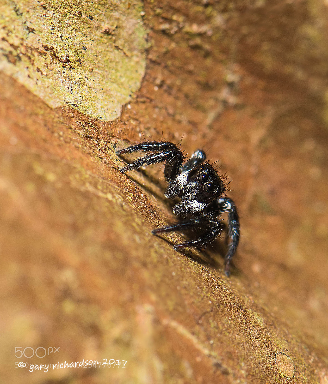 Nikon D810 sample photo. Salticus scenicus yucatan mexico photography