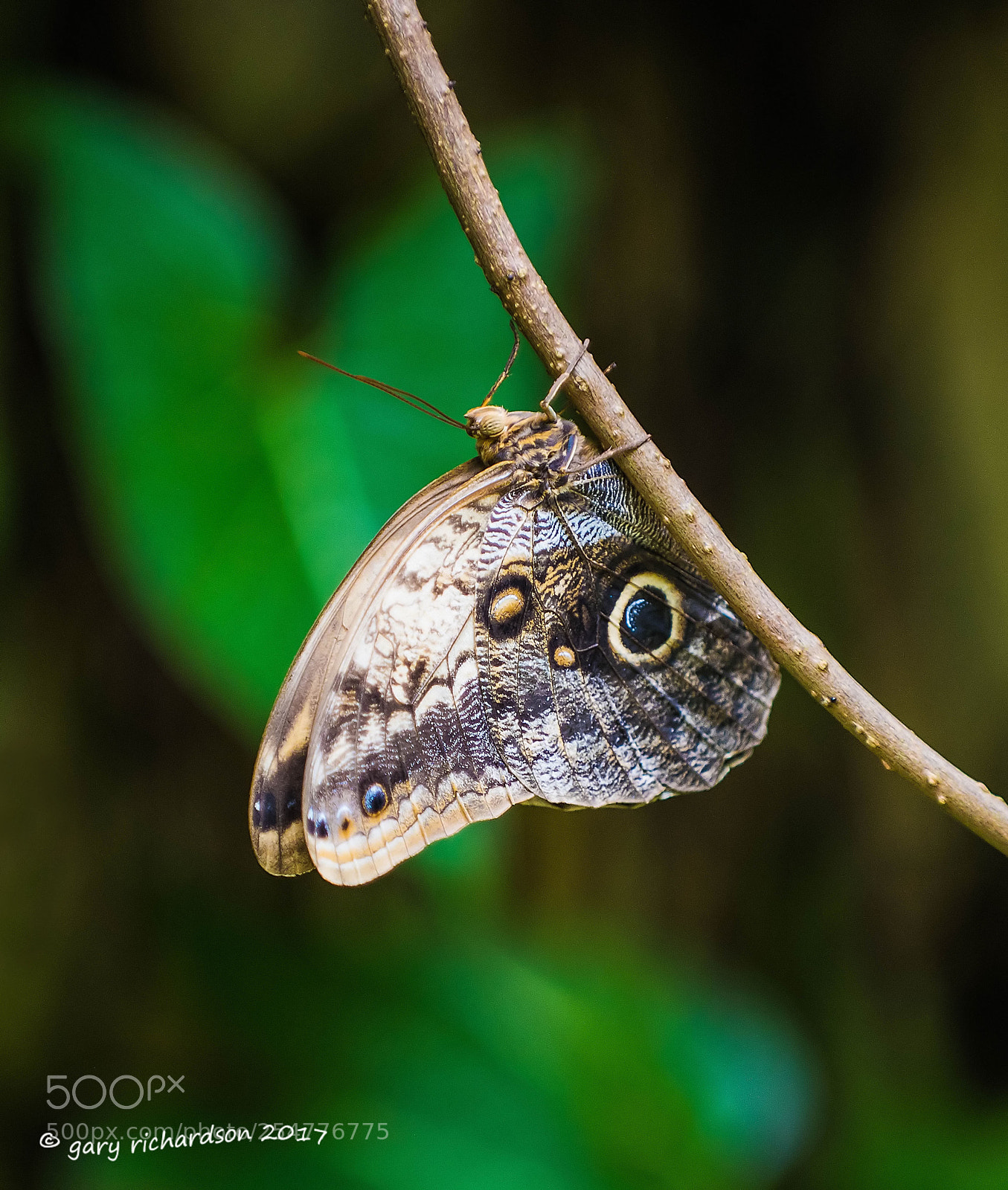 Nikon D810 sample photo. Split banded owlet xcaret photography