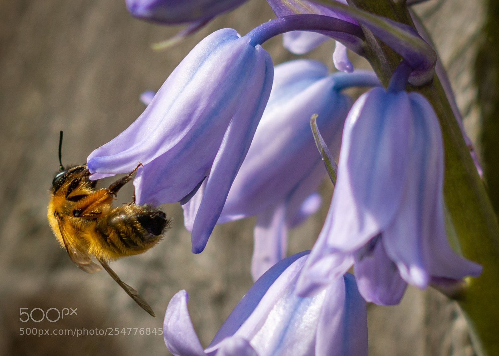 Sony a6000 sample photo. Bee on bluebell photography