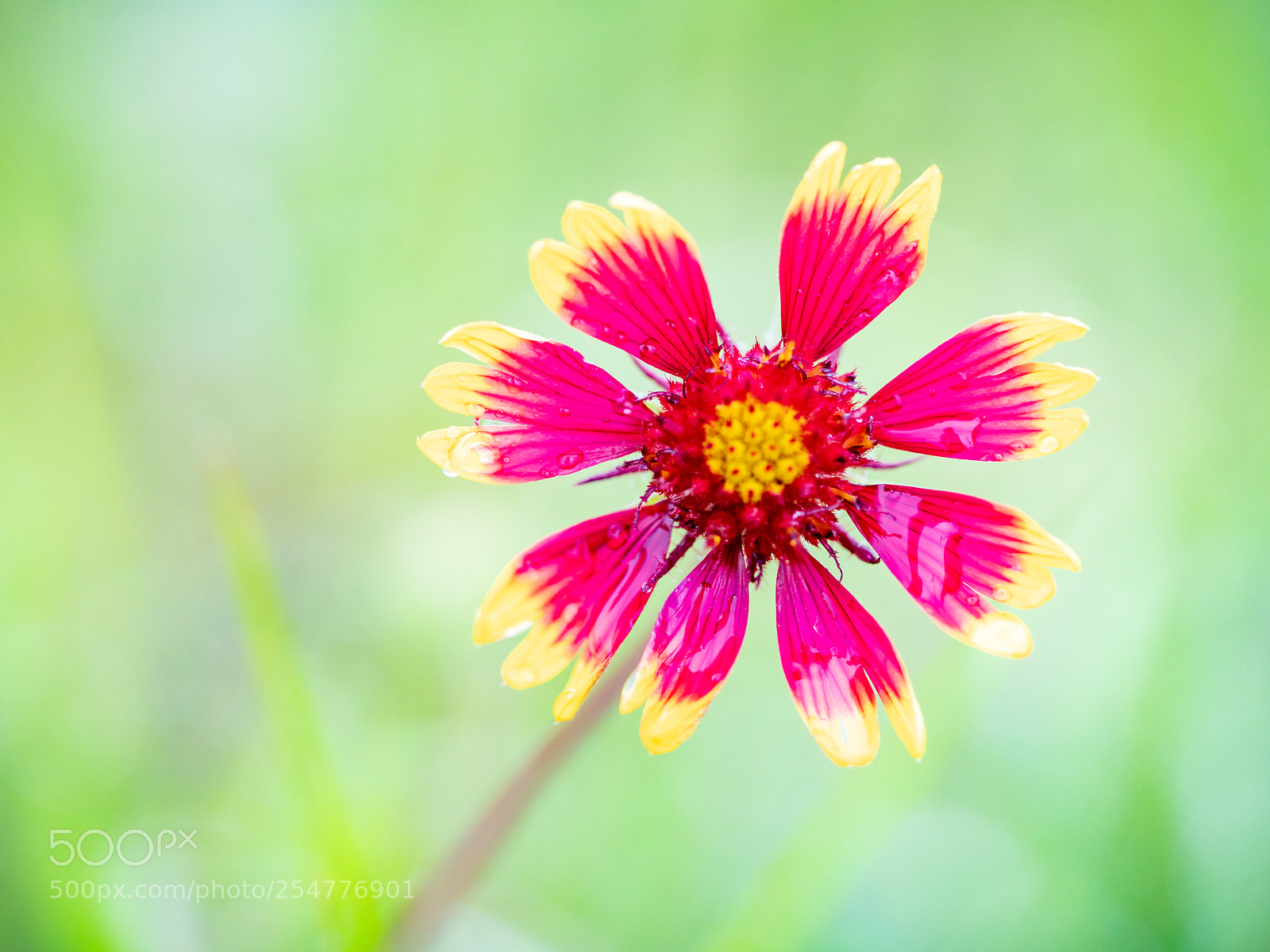 Sony a7R II sample photo. Hello photography