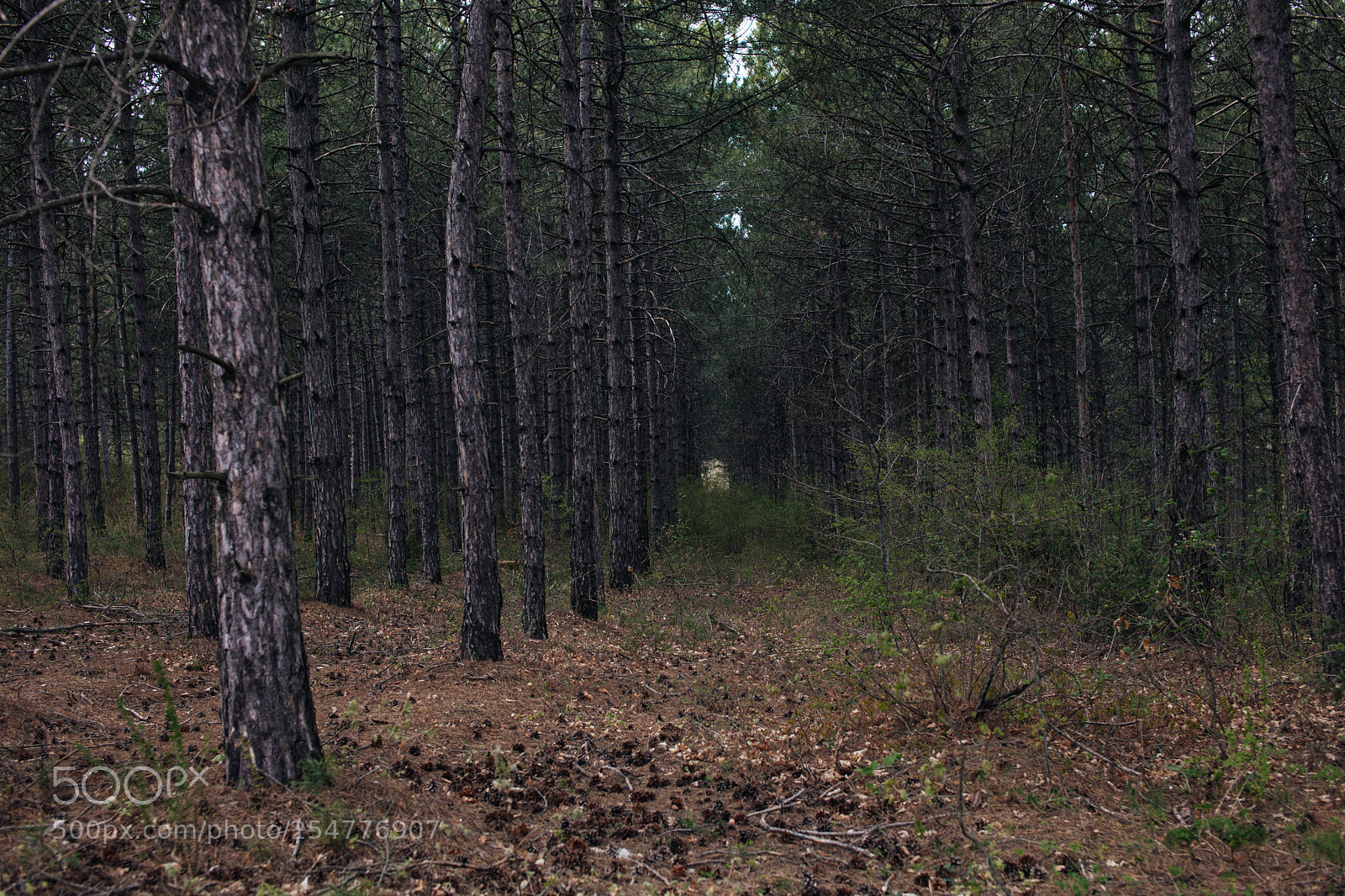 Canon EOS 5D Mark II sample photo. Perspective view photography