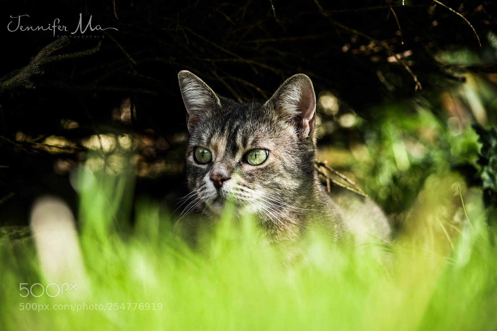 Nikon D7500 sample photo. Hide in the grass photography