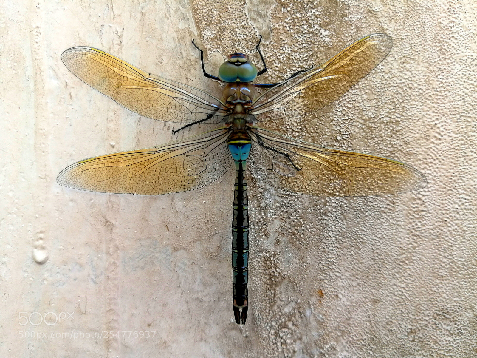 HUAWEI P10 Plus sample photo. Dragon fly photography