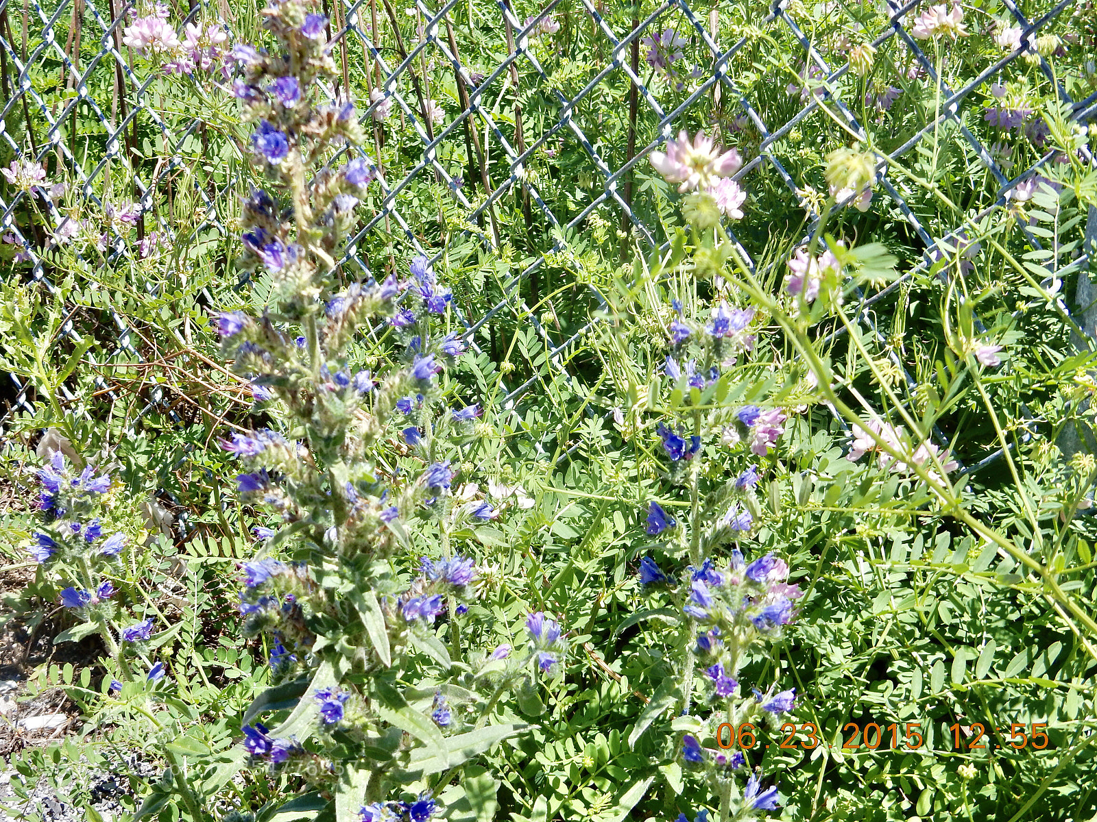Nikon Coolpix S9900 sample photo. Flowers photography