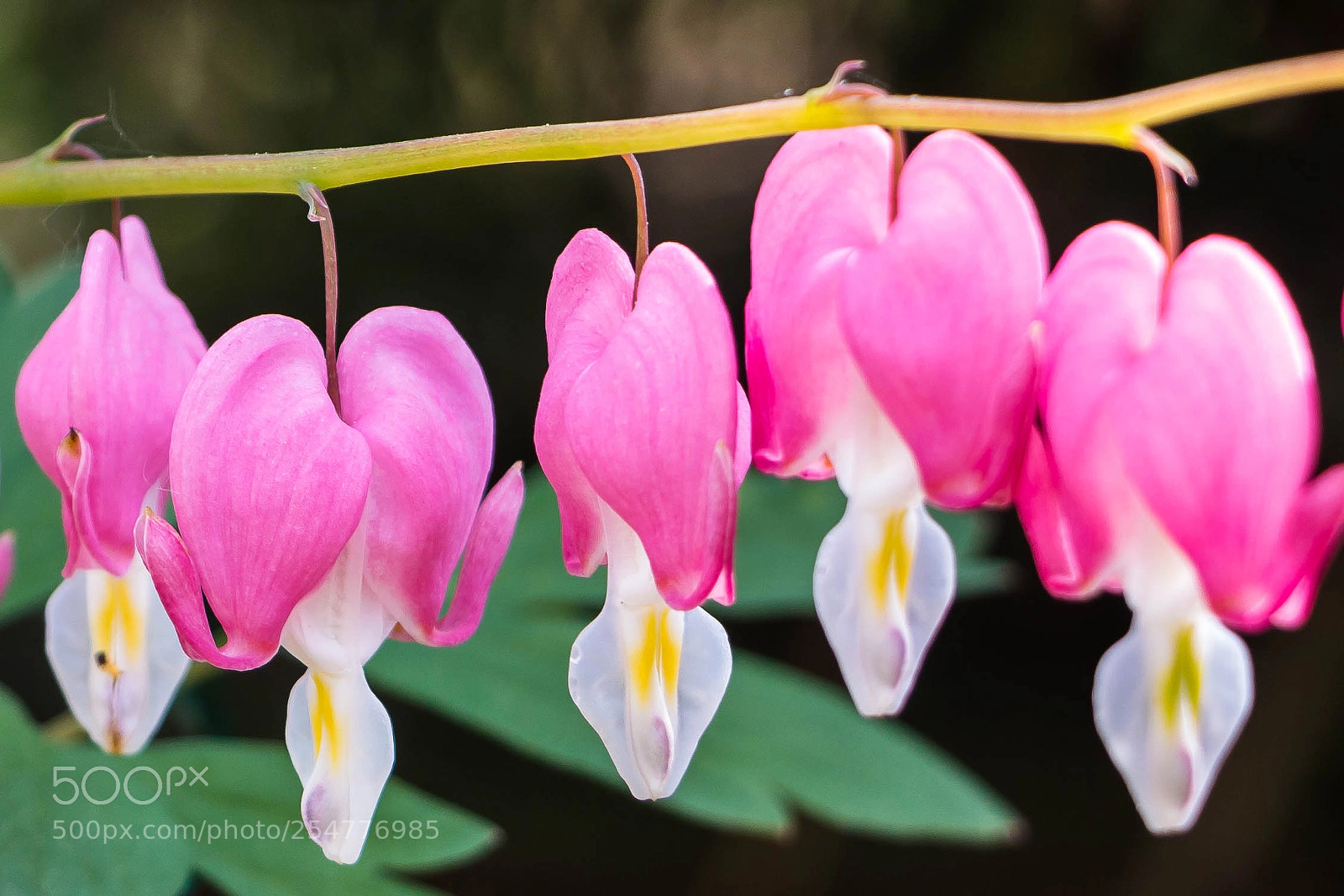 Canon EOS 70D sample photo. Coeur de marie photography