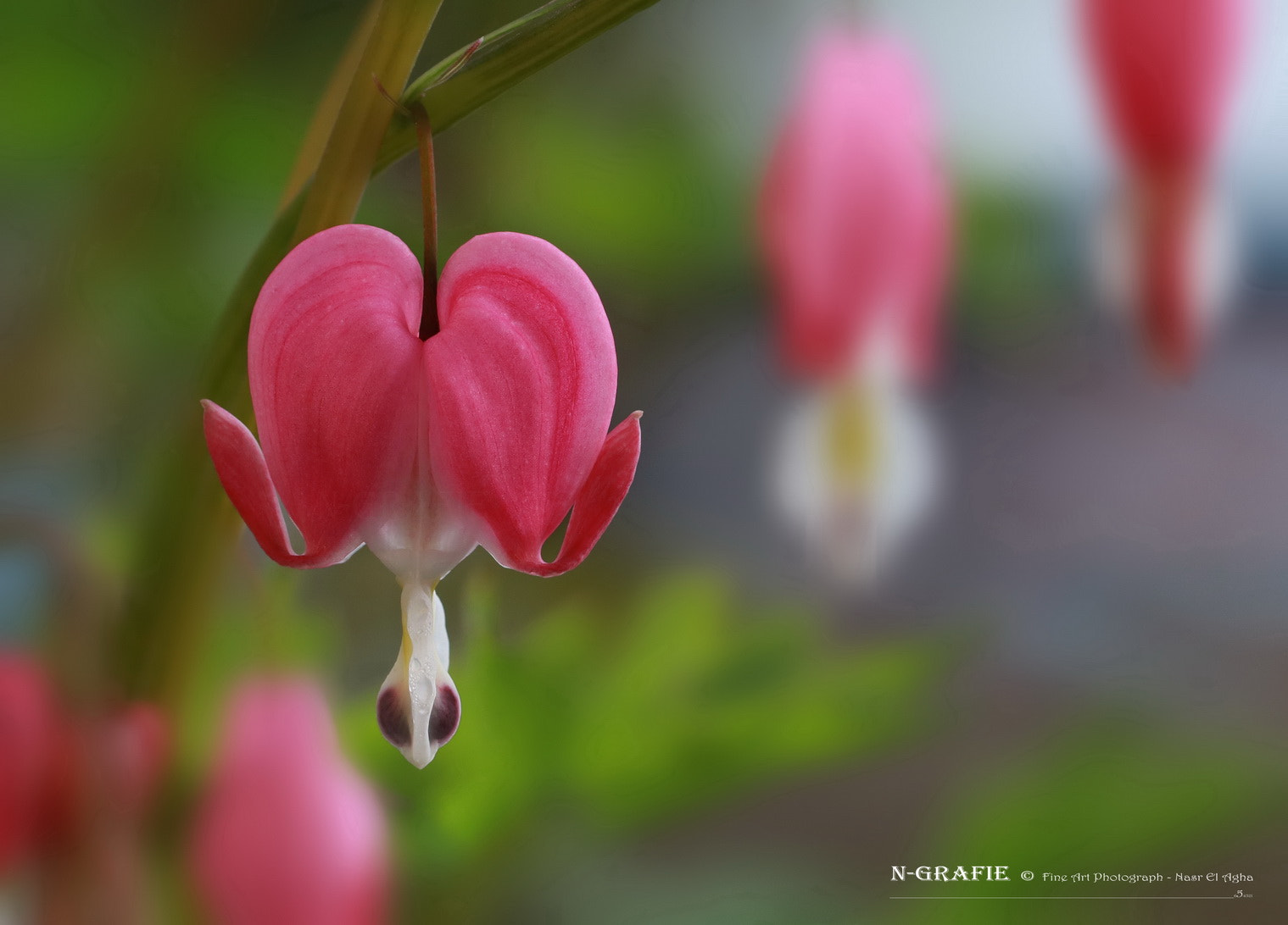 Canon EF 100mm F2.8L Macro IS USM sample photo. Bleeding heart photography