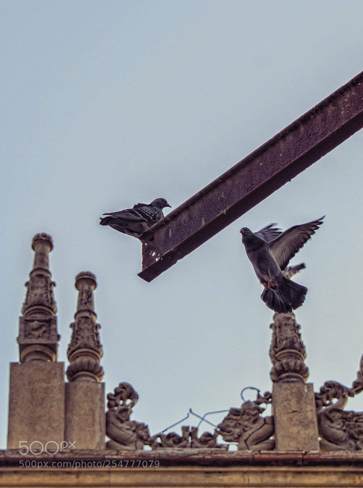 Nikon D7000 sample photo. Pidgeon flying photography