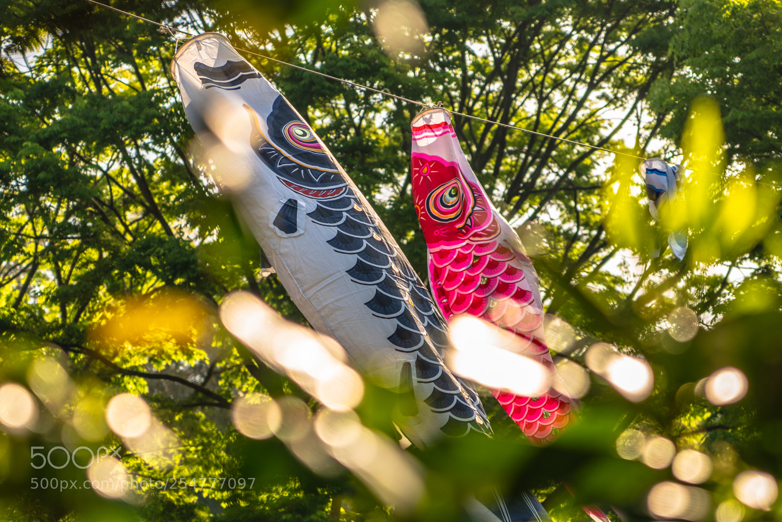 Sony a7R III sample photo. Fish in the forest photography