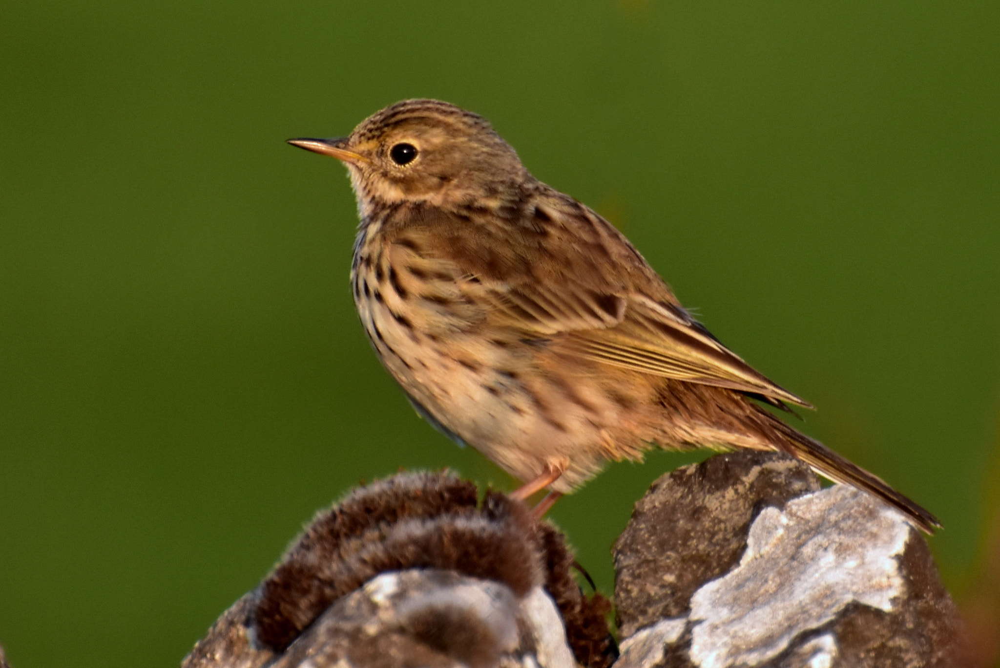 Nikon D5500 sample photo. Meadow pipit photography