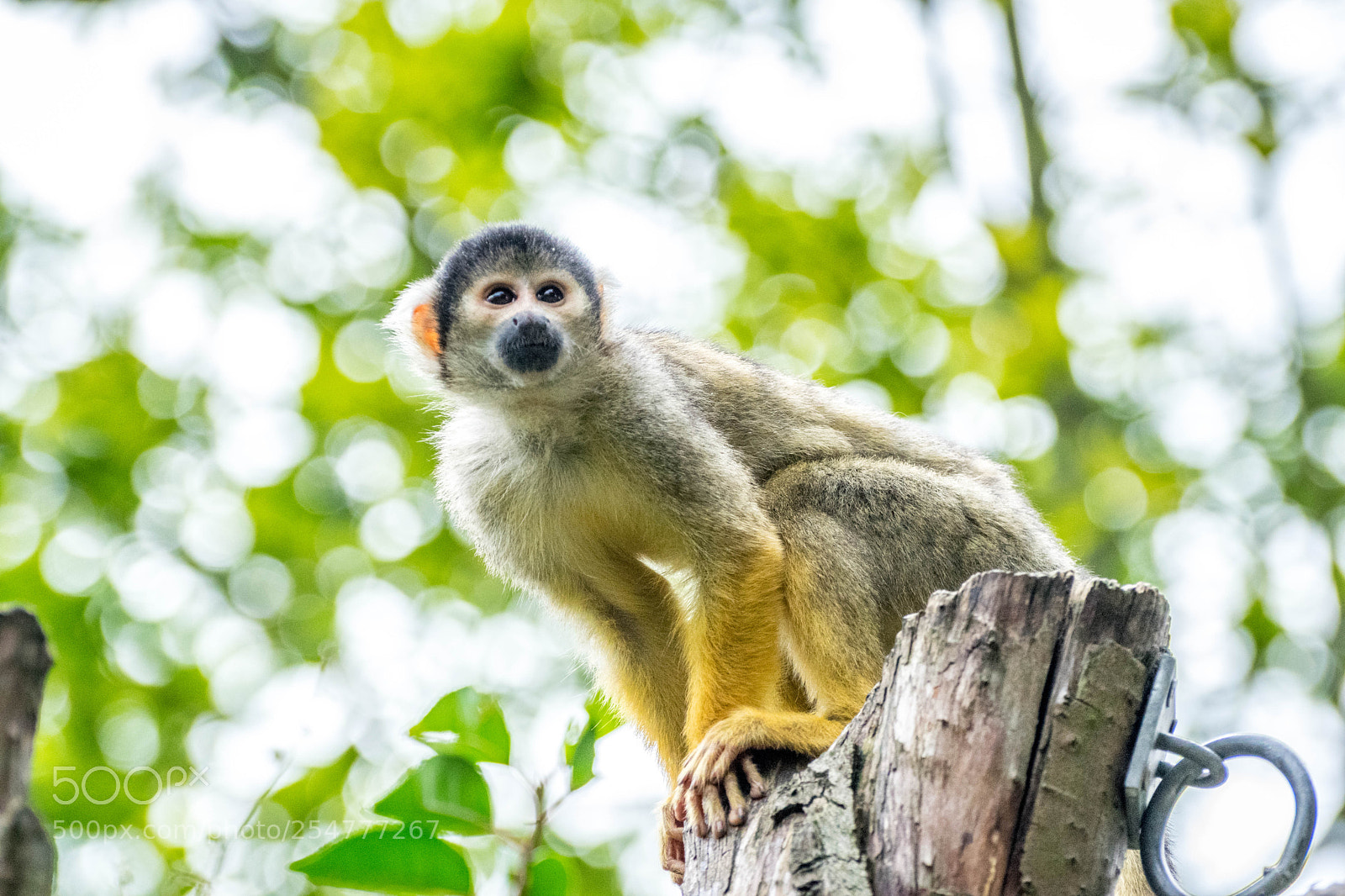 Nikon D3300 sample photo. Monkey photography