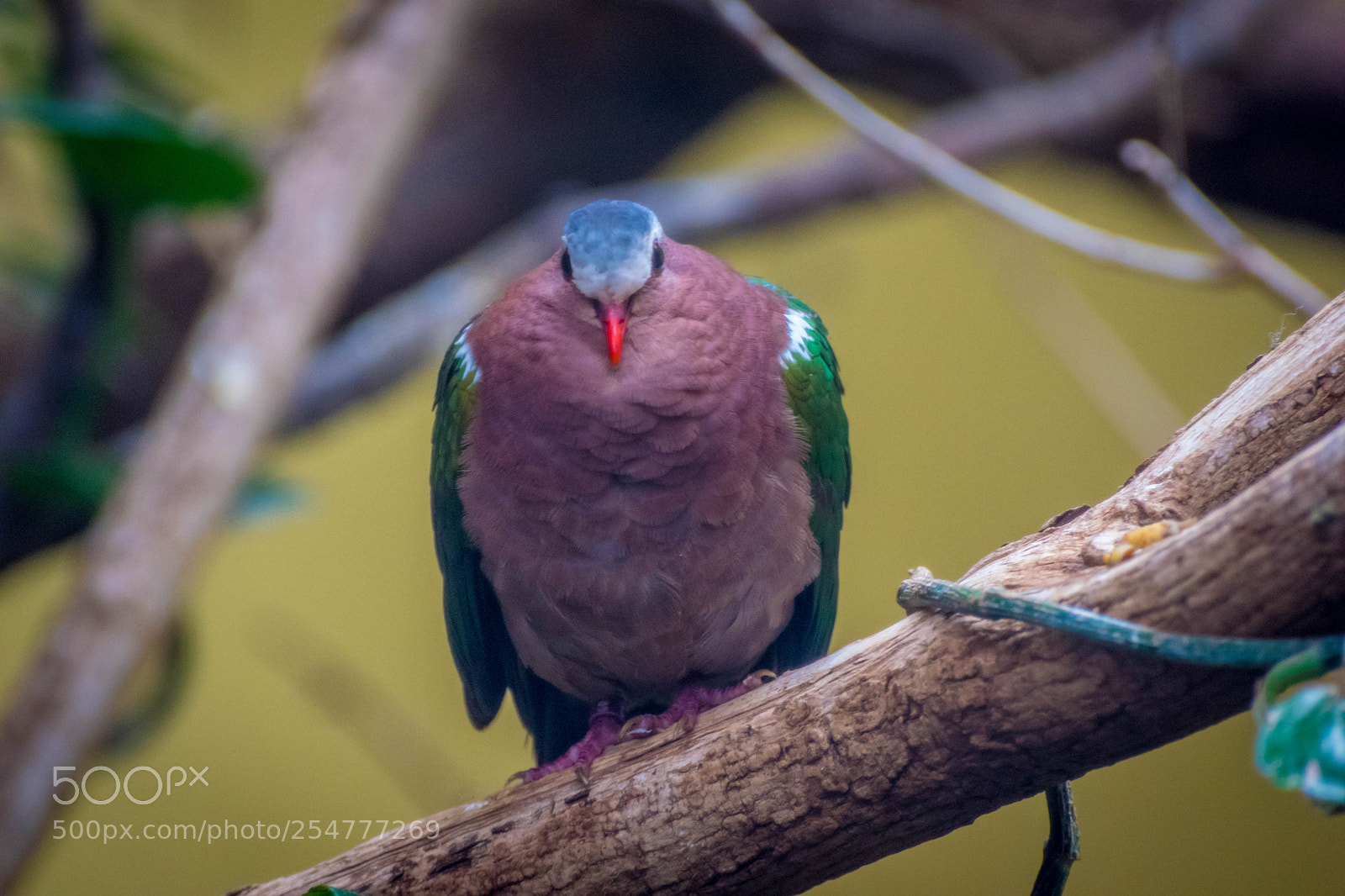 Nikon D3300 sample photo. Green winged dove photography