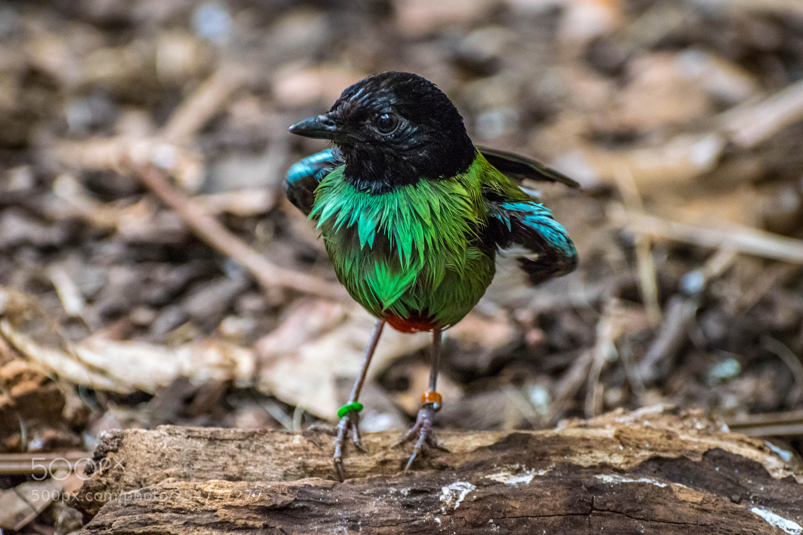 Nikon D3300 sample photo. Hooded pitta photography