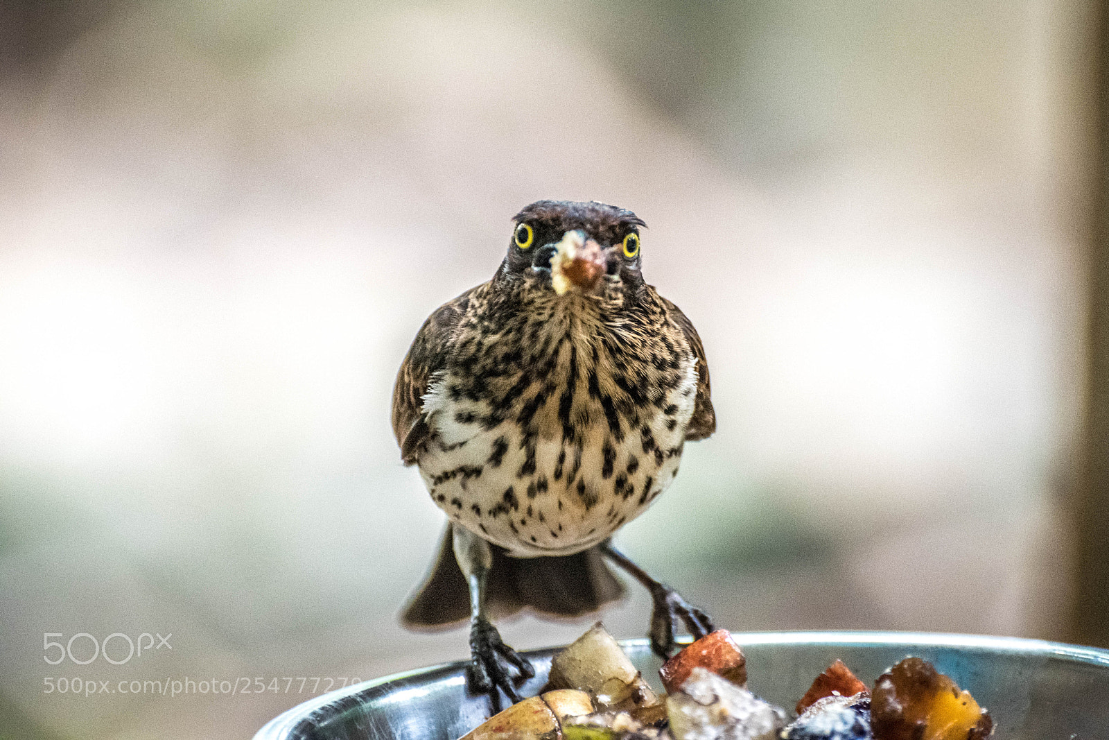 Nikon D3300 sample photo. Mistle thrush photography