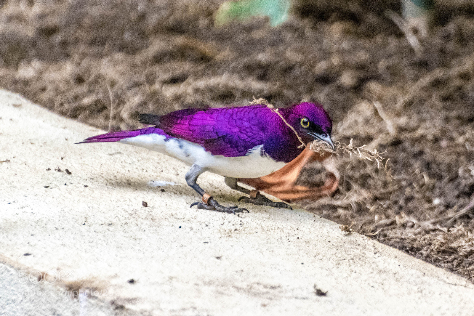 Nikon D3300 sample photo. Violet backed starling photography