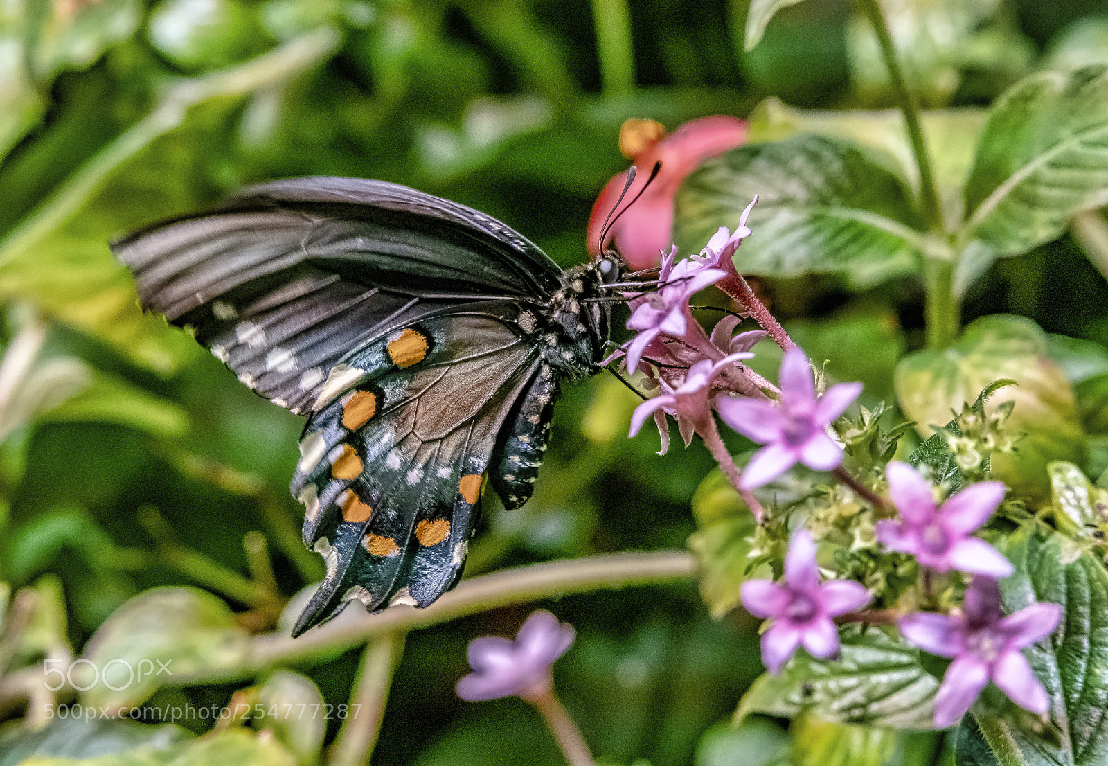 Sony a7R II sample photo. Captured but busy photography