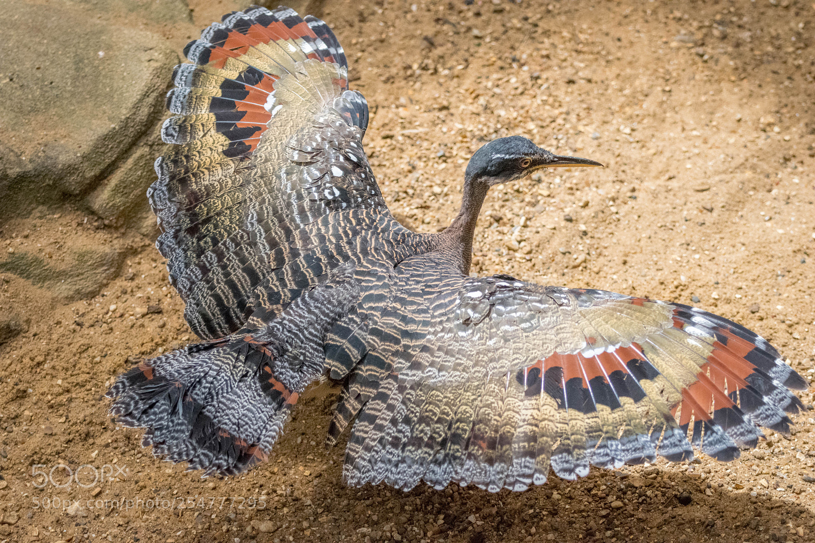Nikon D3300 sample photo. Sunbittern photography