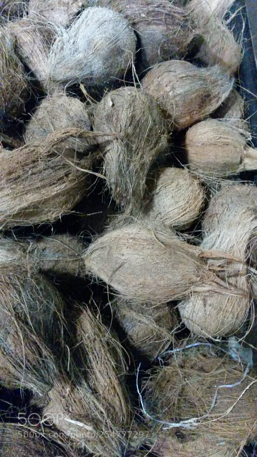 Samsung Galaxy S4 Mini sample photo. Coconuts for sale photography