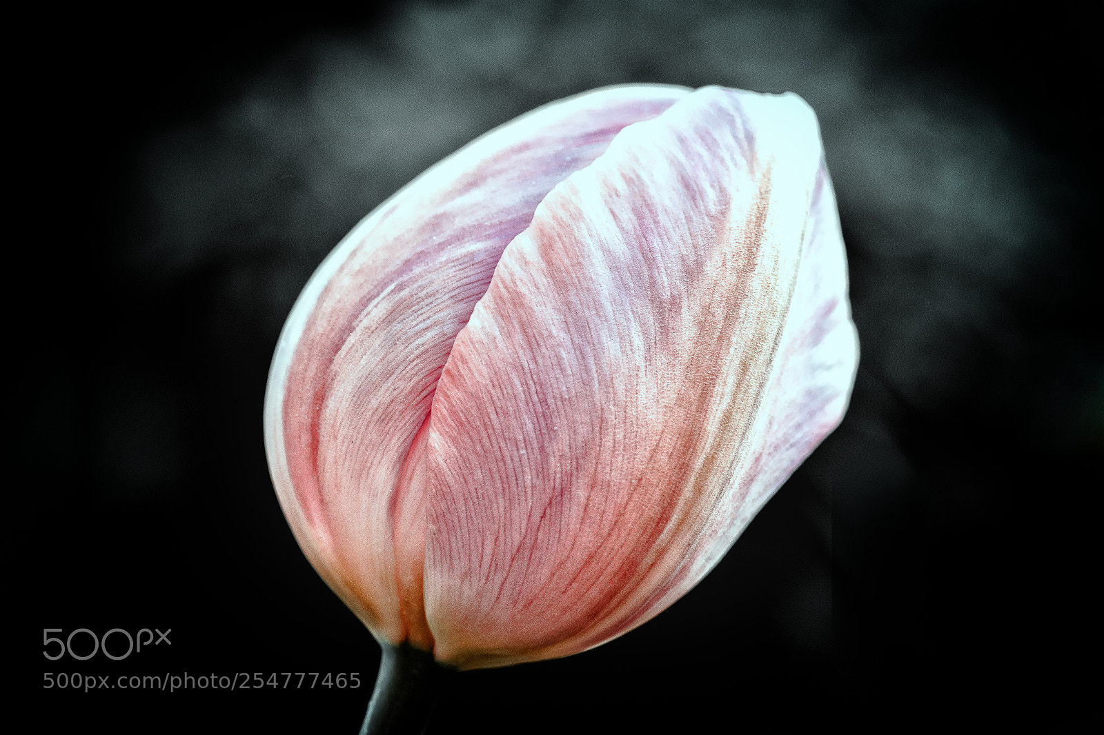 Nikon D7500 sample photo. Tulpe - tulip photography