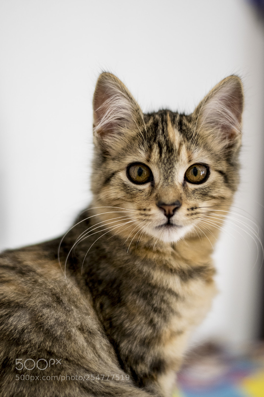 Nikon D3300 sample photo. Minnie photography