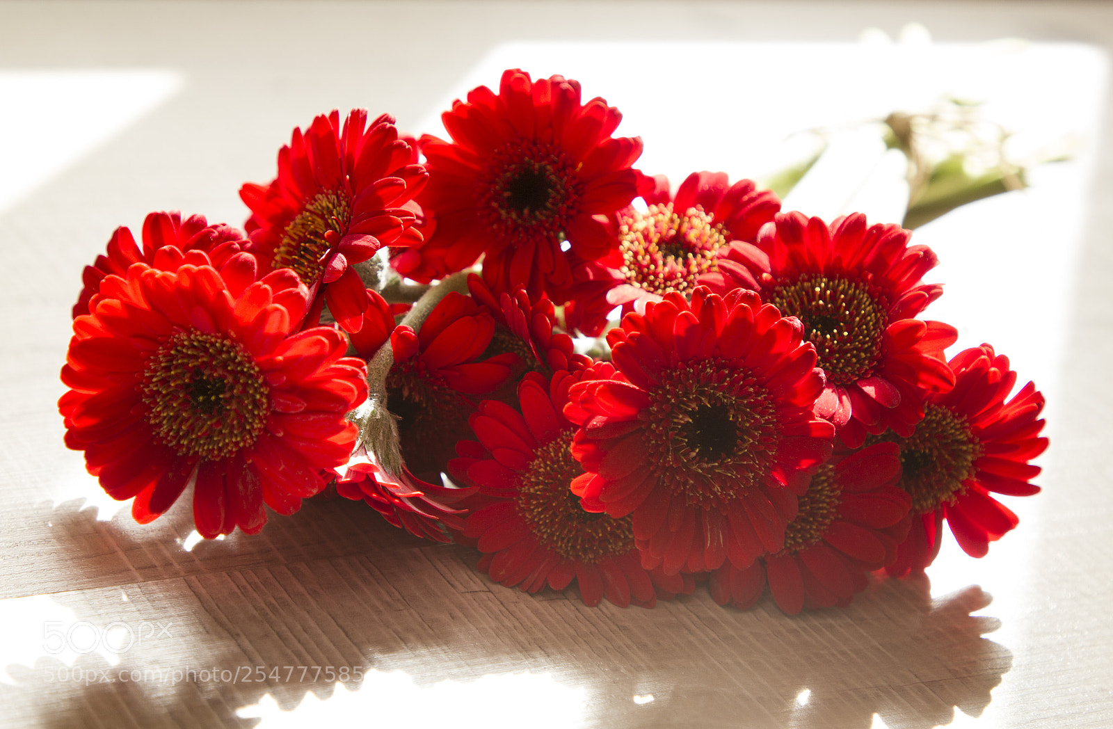 Canon EOS 550D (EOS Rebel T2i / EOS Kiss X4) sample photo. Red mini gerbera flowers photography
