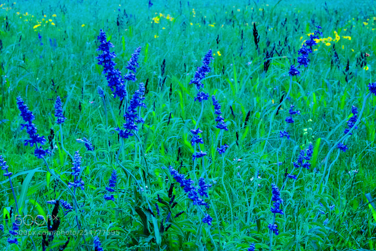 Fujifilm X-E2 sample photo. Wild luminising blues photography