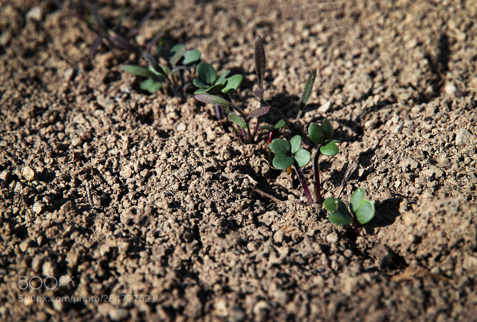 Nikon D5500 sample photo. Small shoots of plants photography