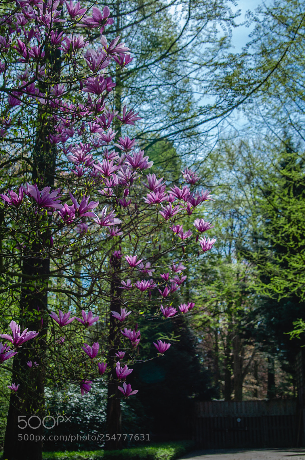 Nikon D7000 sample photo. Spring time photography