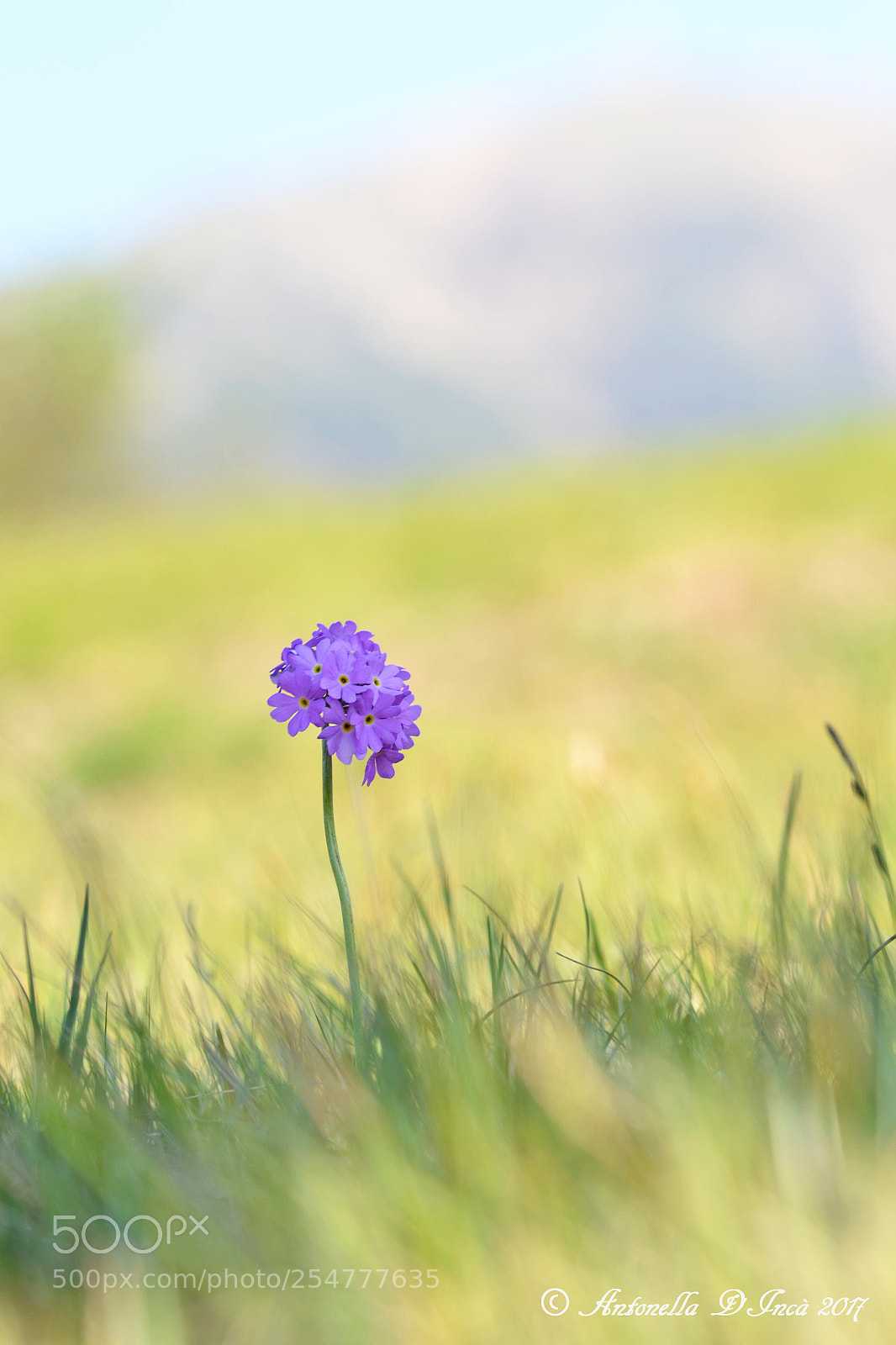 Nikon D3100 sample photo. Primula polverosa photography