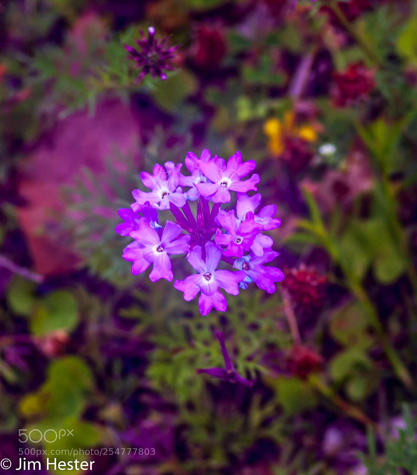 Canon EOS 50D sample photo. Beautiful flowers photography