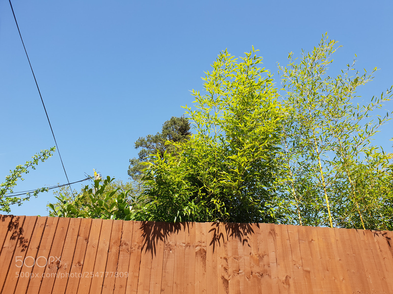 Samsung Galaxy S9 sample photo. 满园春色关不住 photography