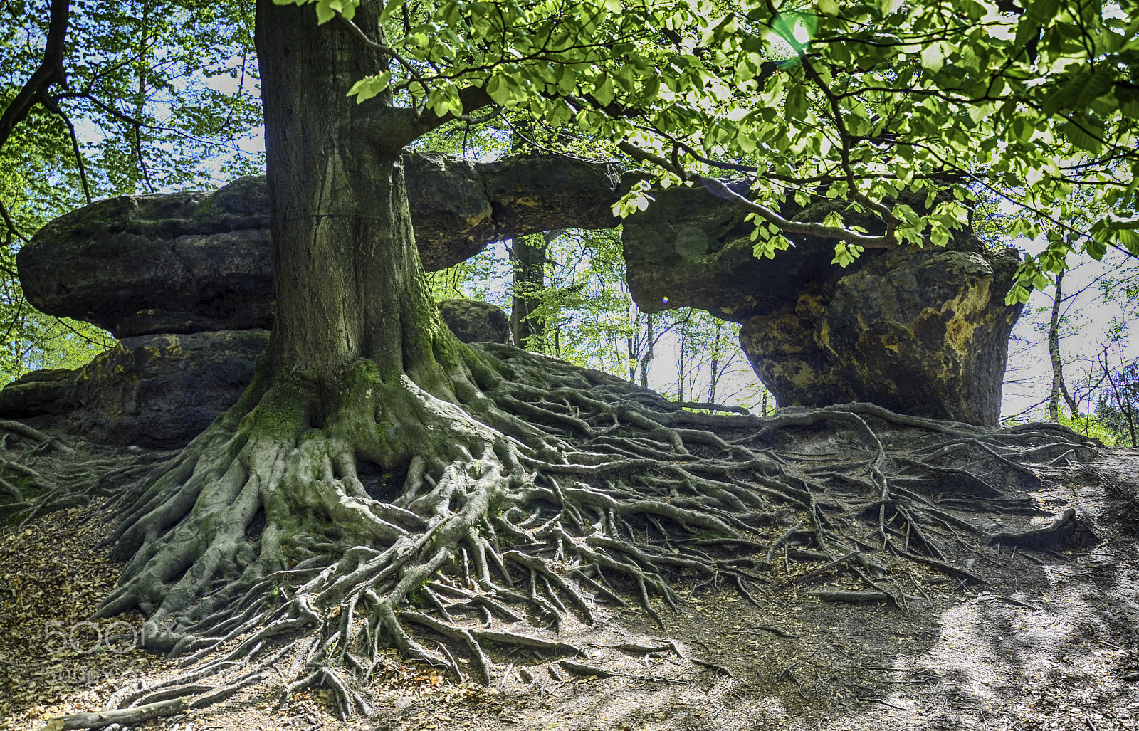Nikon D7000 sample photo. Roots photography