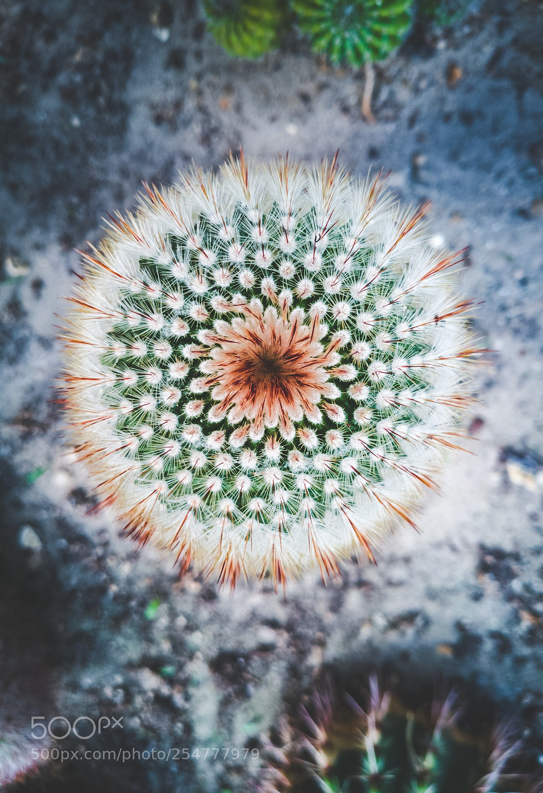HUAWEI P20 lite sample photo. Cactus photography