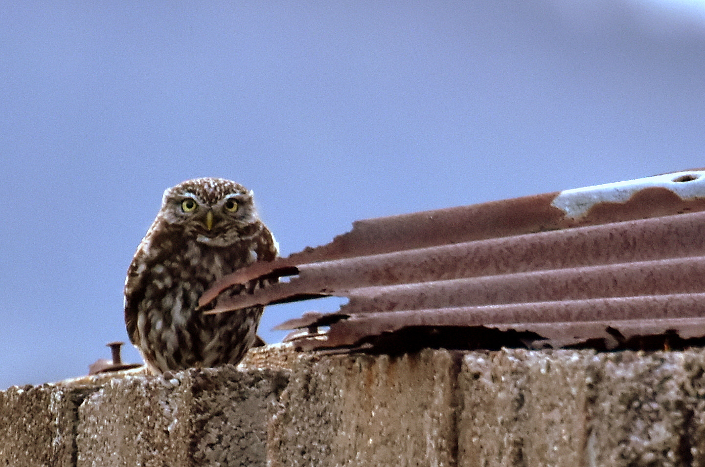 Nikon D5500 sample photo. Little owl photography
