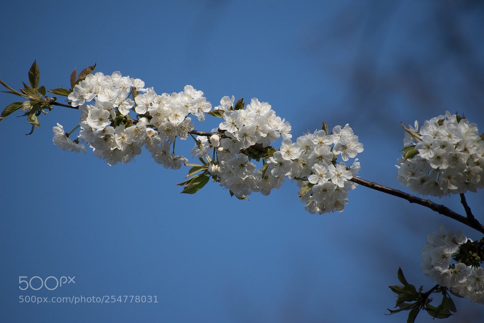 Nikon D5600 sample photo. Blütenzweig photography