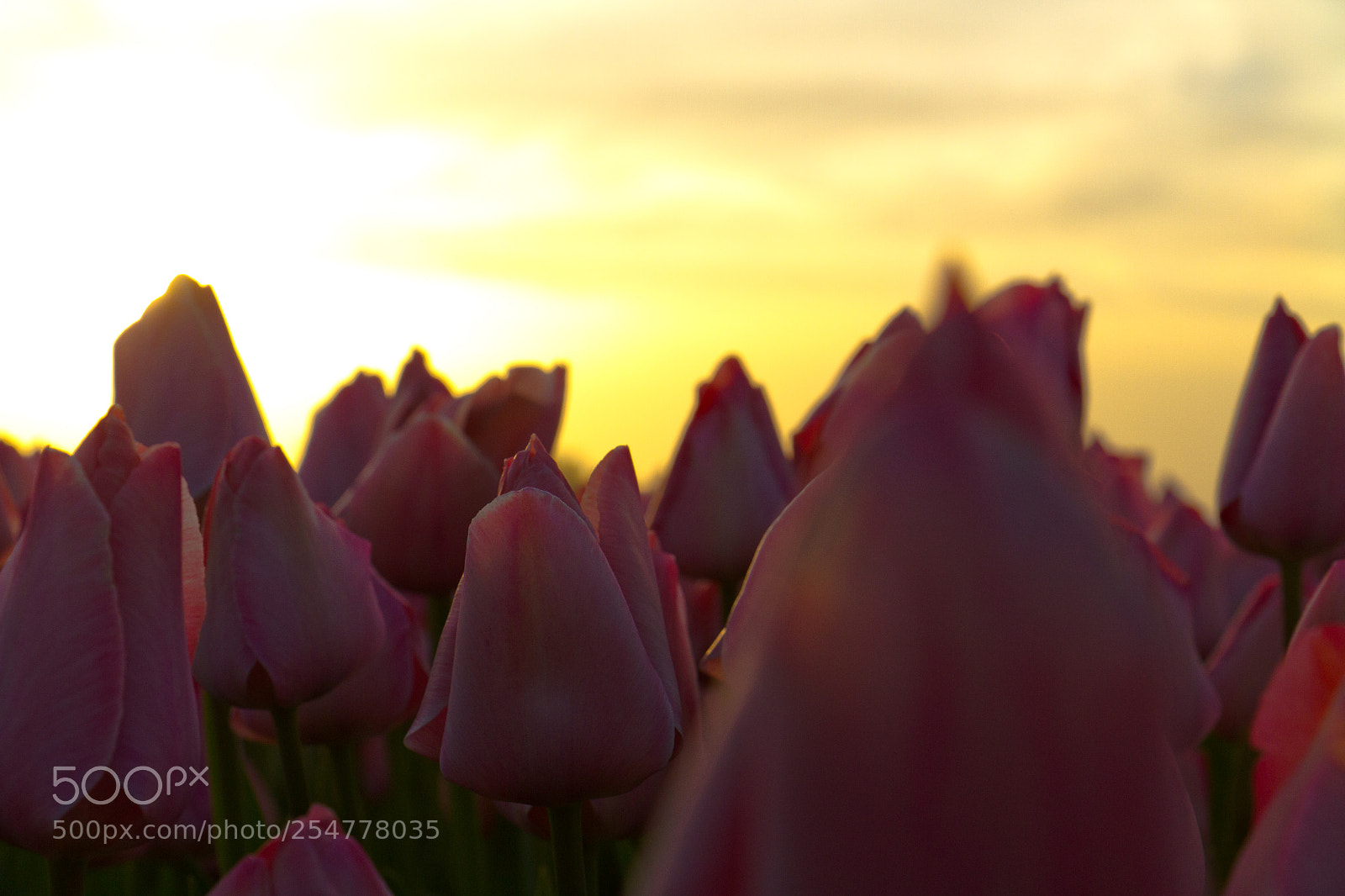 Canon EOS 7D sample photo. Golden pink tulips photography