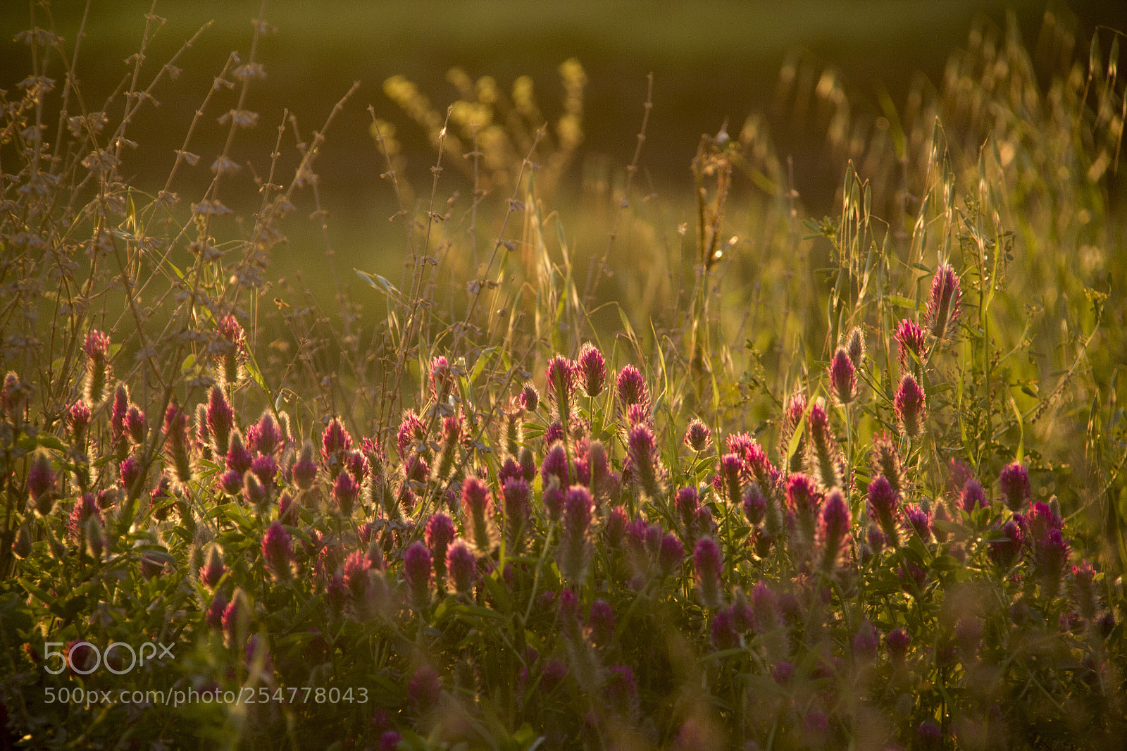Canon EOS 550D (EOS Rebel T2i / EOS Kiss X4) sample photo. Summer meadow with wildflowers photography