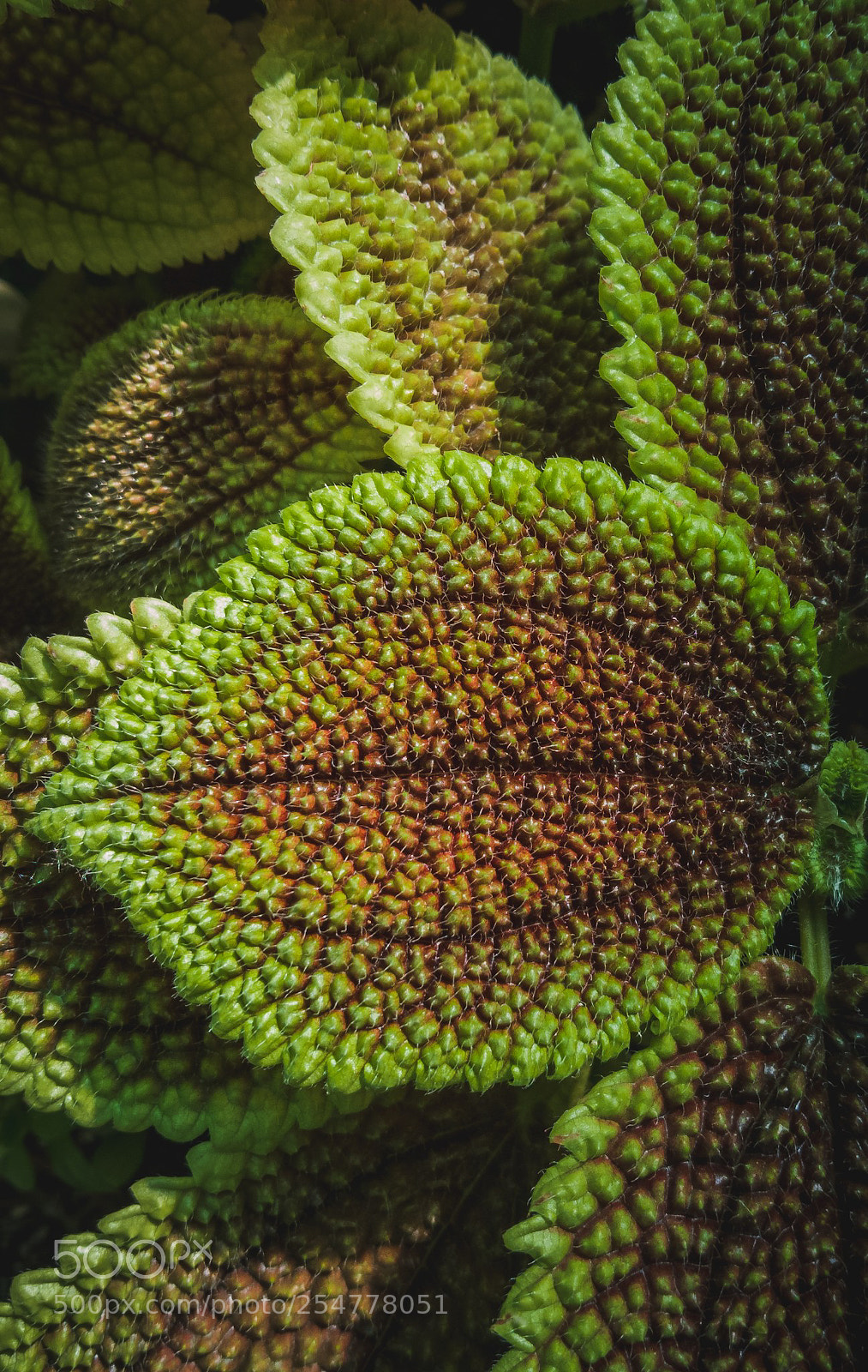 HUAWEI P20 lite sample photo. Leaves photography