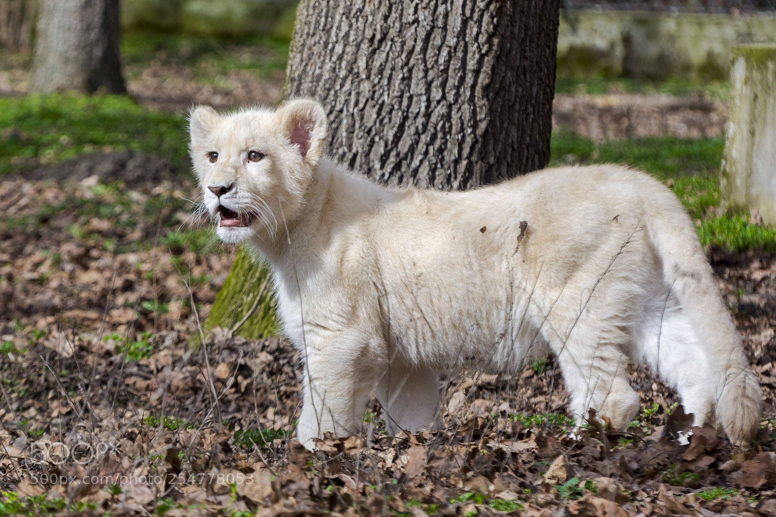 Nikon D7100 sample photo. Young and lioness photography
