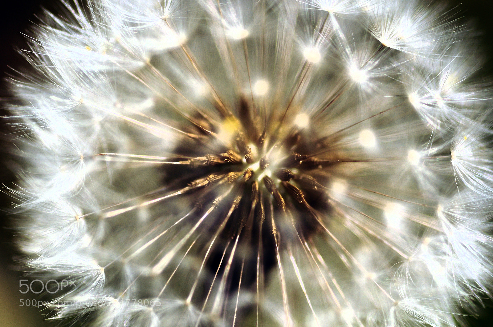 Nikon D90 sample photo. Vegetal firework photography