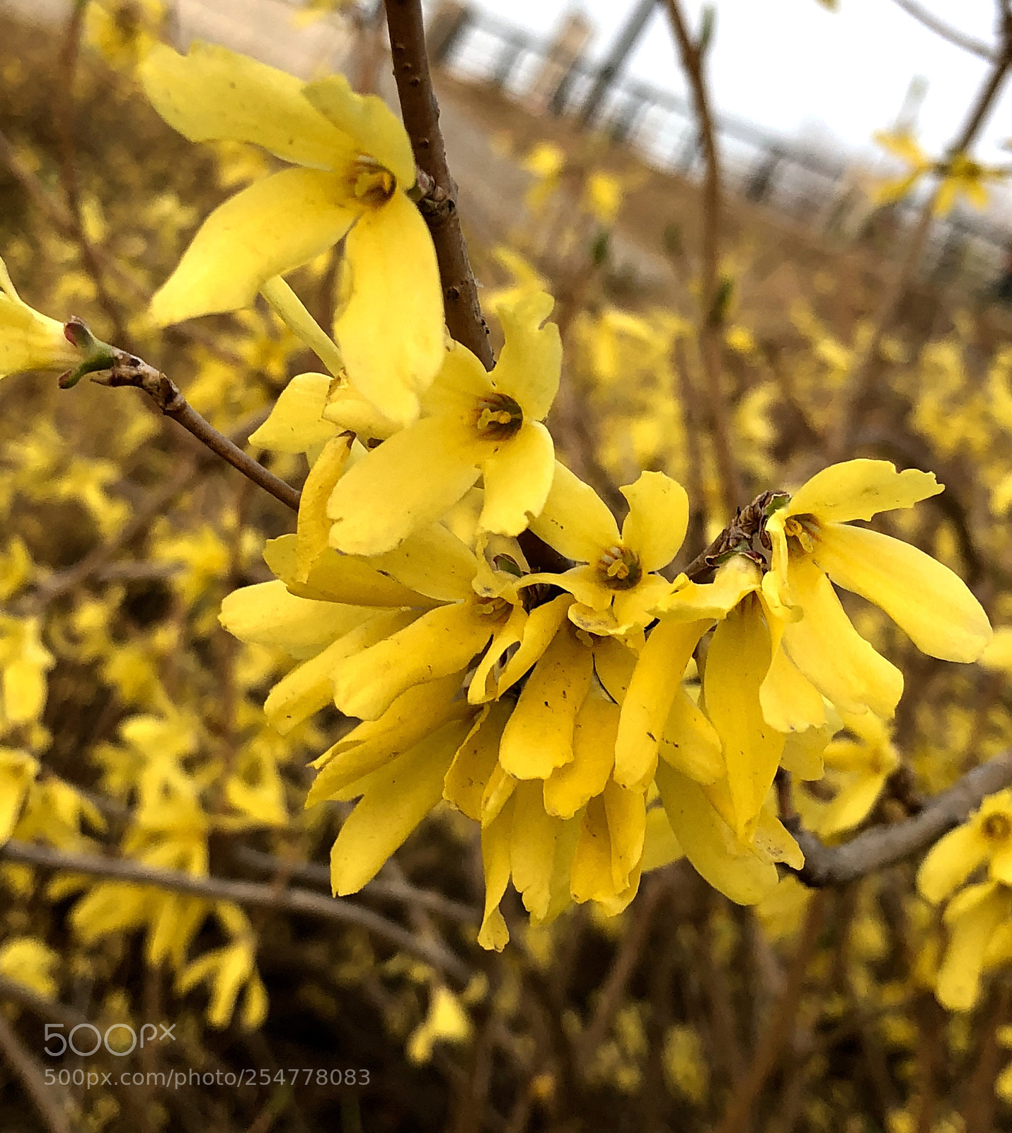 Apple iPhone X sample photo. Flowering of jasminum japonicus photography