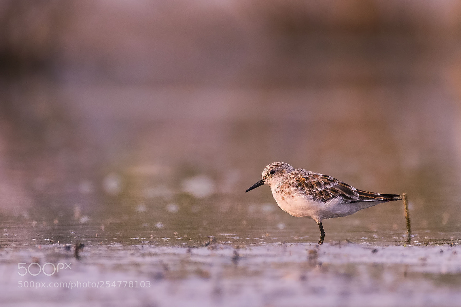 Nikon D810 sample photo. Little stint photography