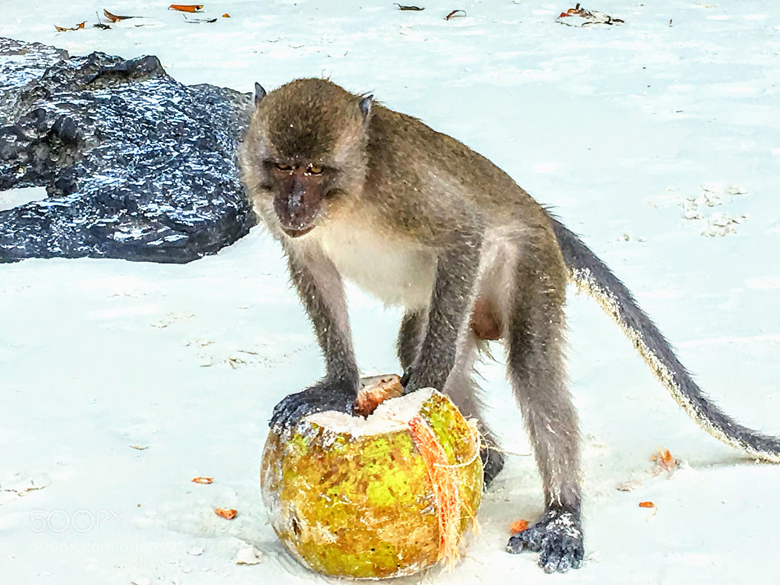 Apple iPhone 6s sample photo. Monkey island photography