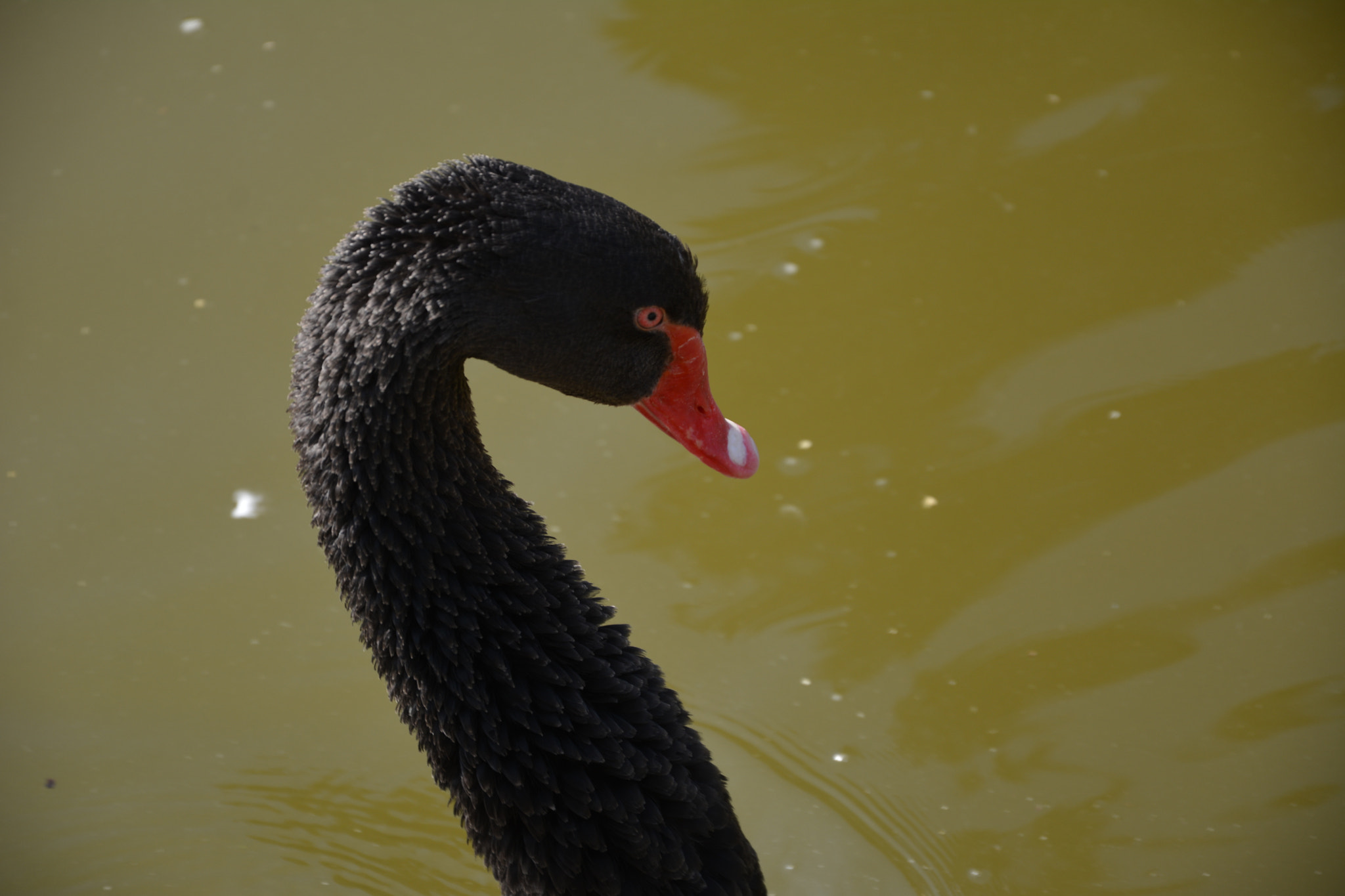 Nikon D7100 sample photo. Black swan photography