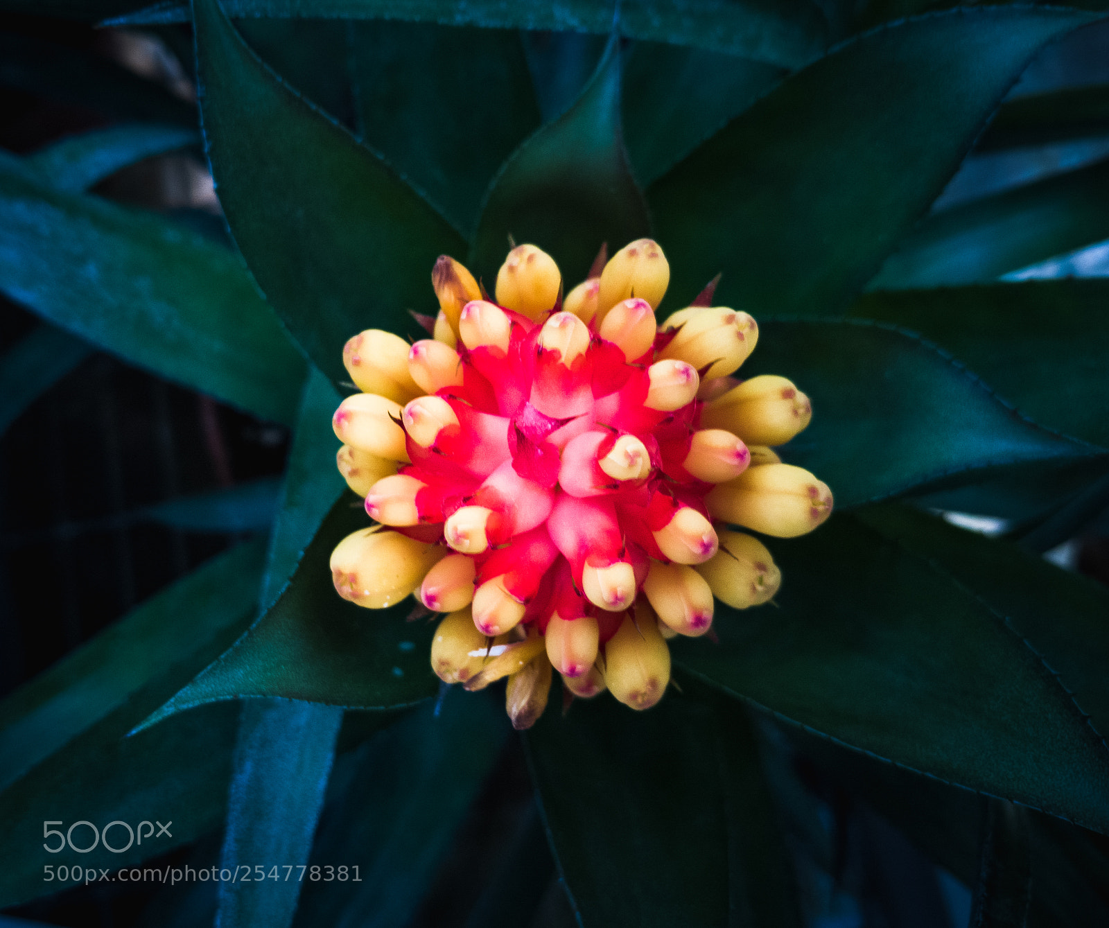 HUAWEI P20 lite sample photo. Red and yellow photography