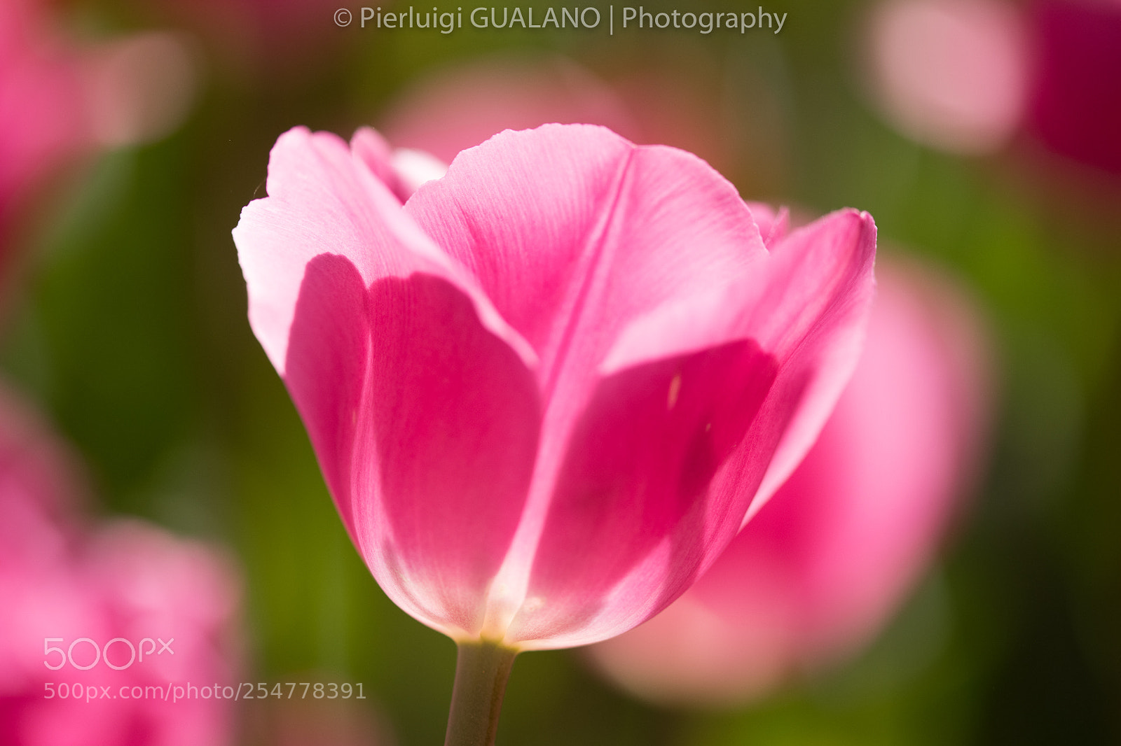 Nikon D850 sample photo. Tulipano photography