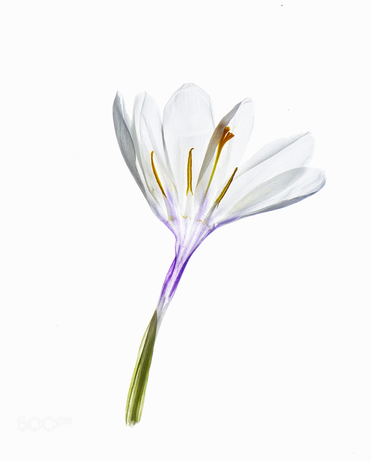 Nikon D610 sample photo. White beauty photography
