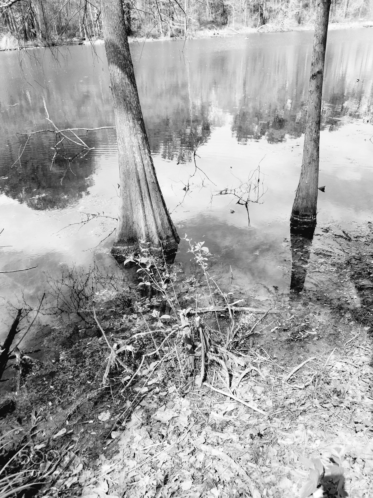 Samsung Galaxy S8+ sample photo. Cypress shallows photography