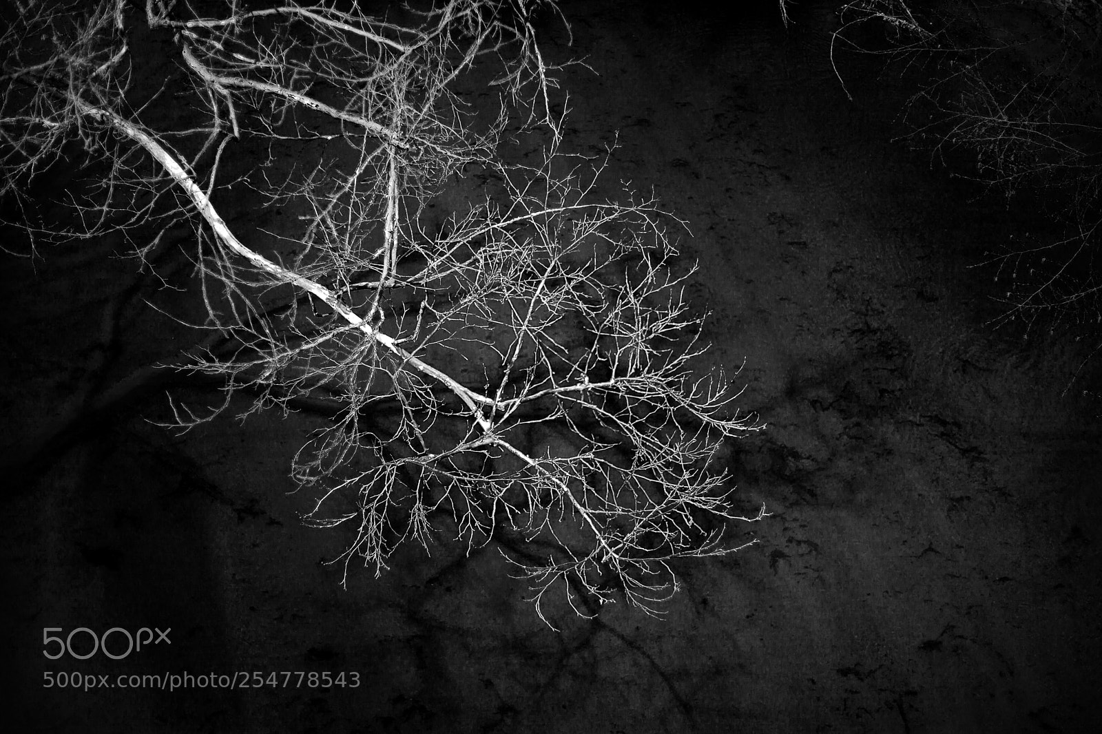 Canon EOS 5D Mark II sample photo. Tree river photography