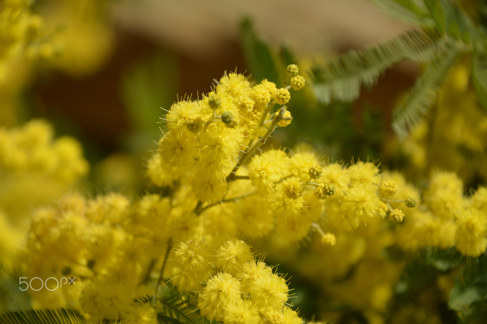 Nikon D7100 sample photo. Mimosa photography