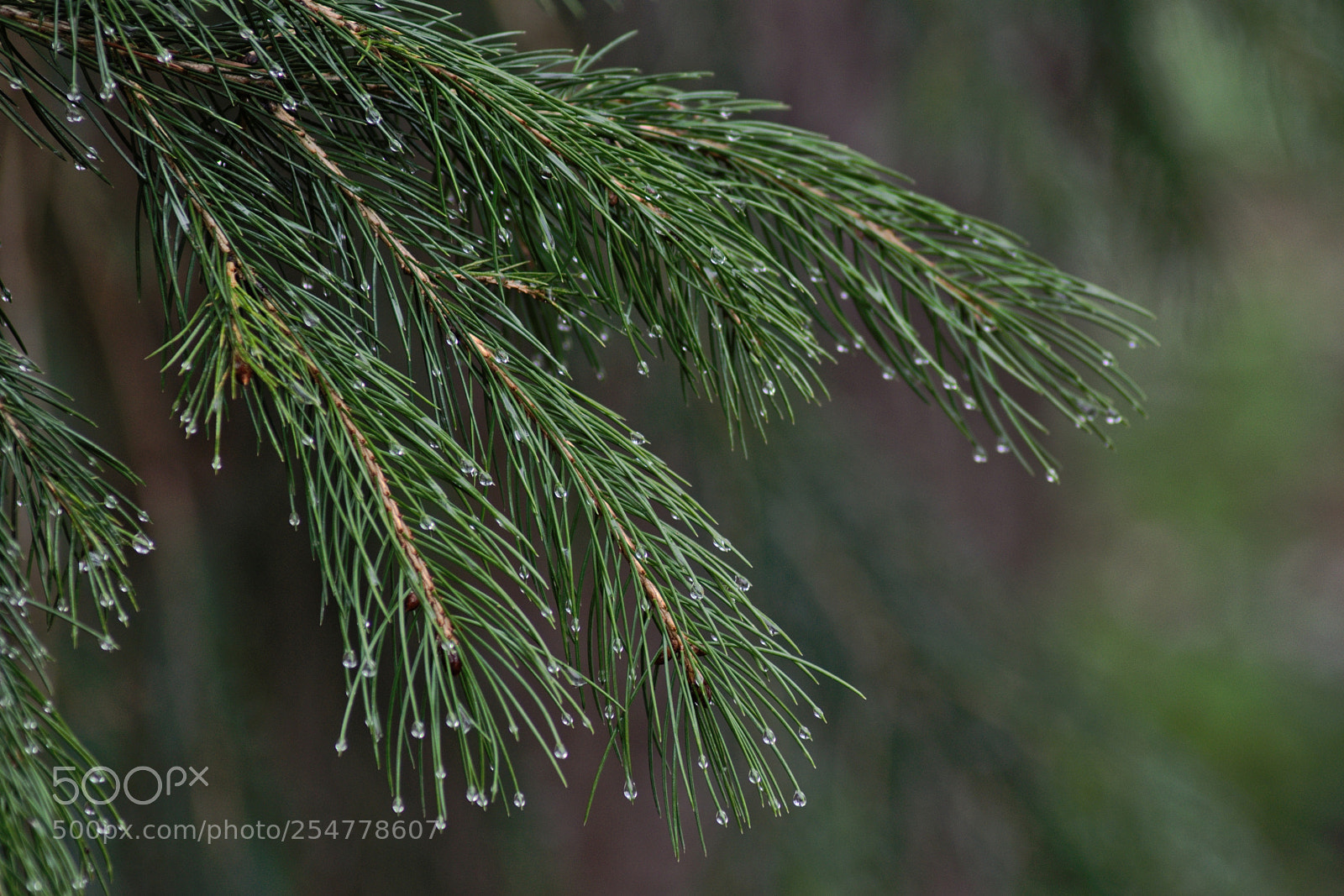 Nikon D3300 sample photo. Morning dew photography